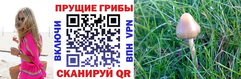 Псилоцибиновые грибы MAGIC MUSHROOMS  даркнет сайт  Донской 